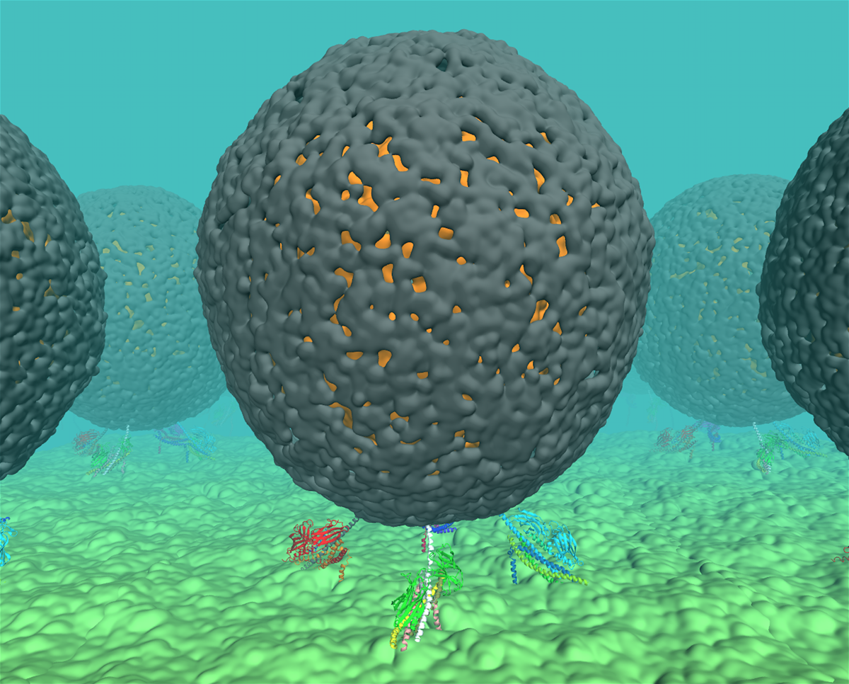 Simulation of membrane fusion